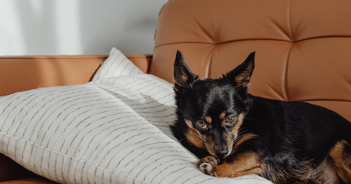 How to Get Dog Smell Out of Couch Nolan Interior