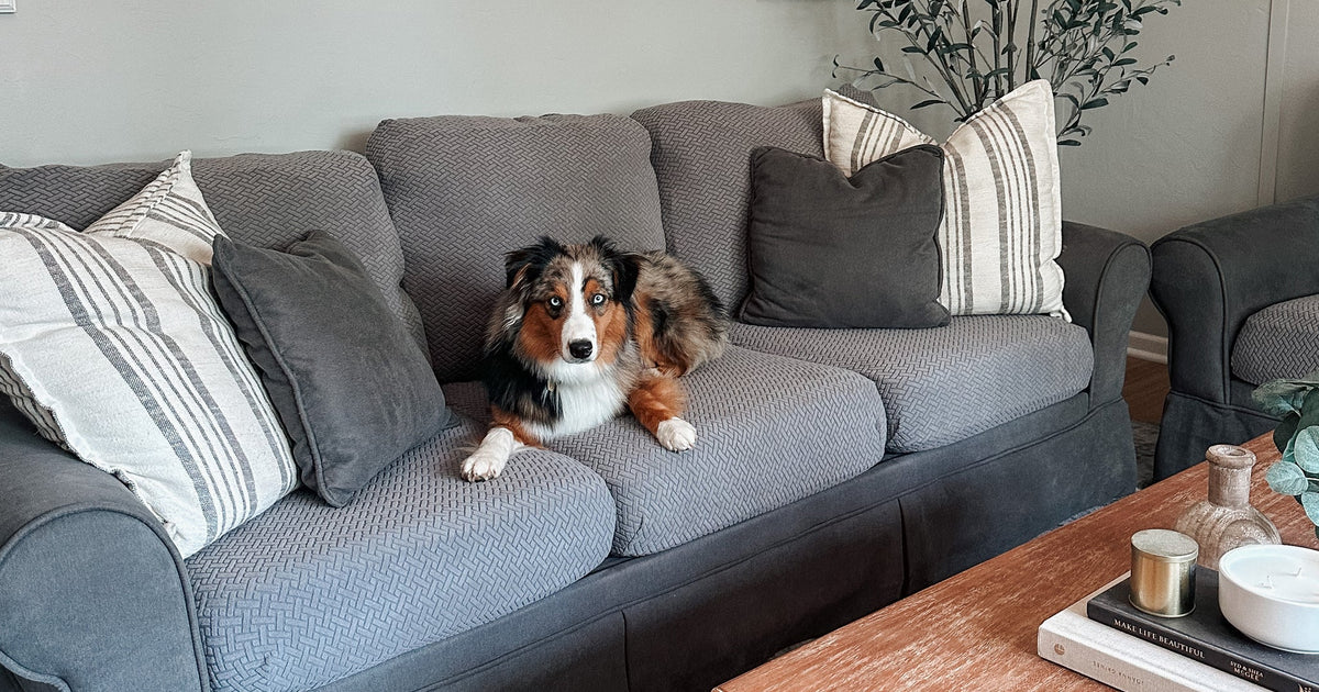 Dogproofing Your Furniture How to Protect Your Couch from Your Dog