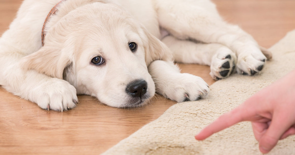 How to Stop Your Dog from Peeing on the Furniture Nolan Interior