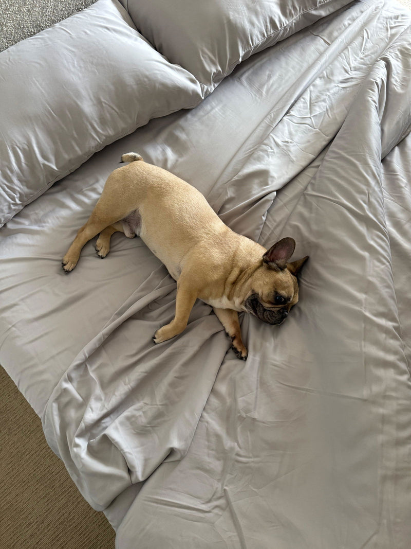 Customer's French bulldog stretched out on grey FurAway sheets