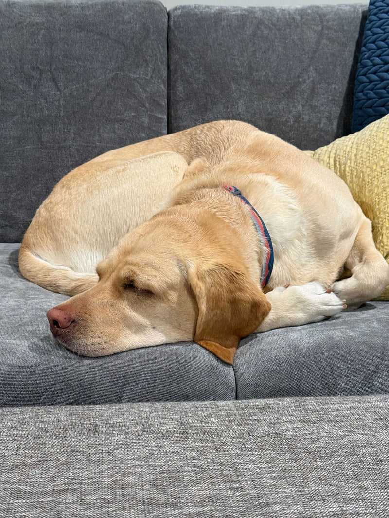 Customer's Labrador asleep on a grey sofa cover