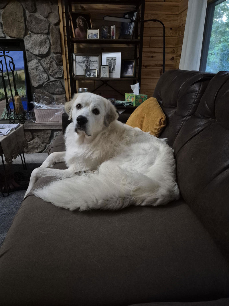 Customer's white dog resting on a brown sofa cover