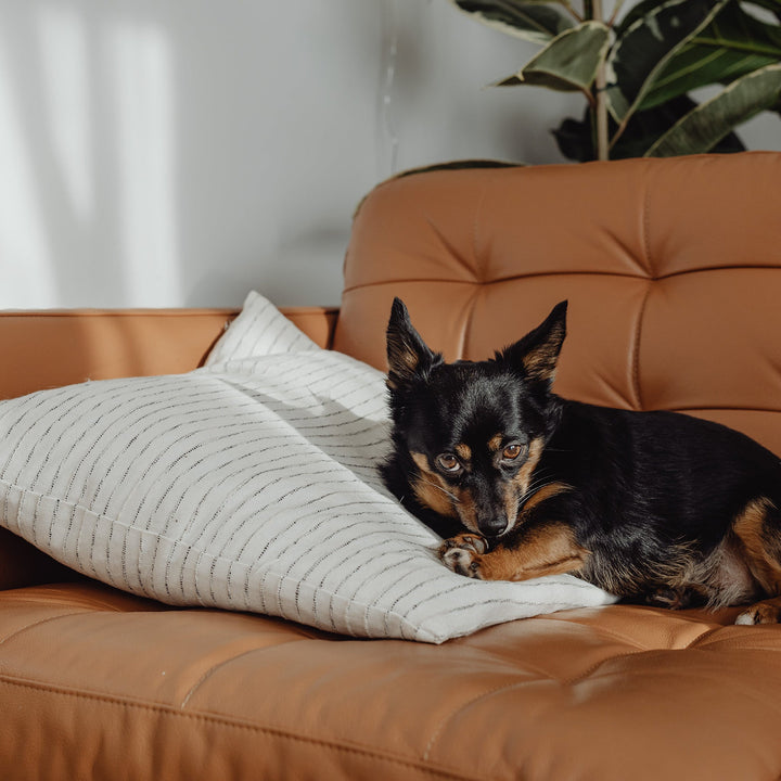 Small black and tan dog lying on a tan leather couch against a striped pillow