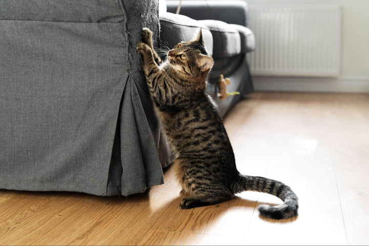 Tabby cat standing on its hind legs scratching the side of a grey couch