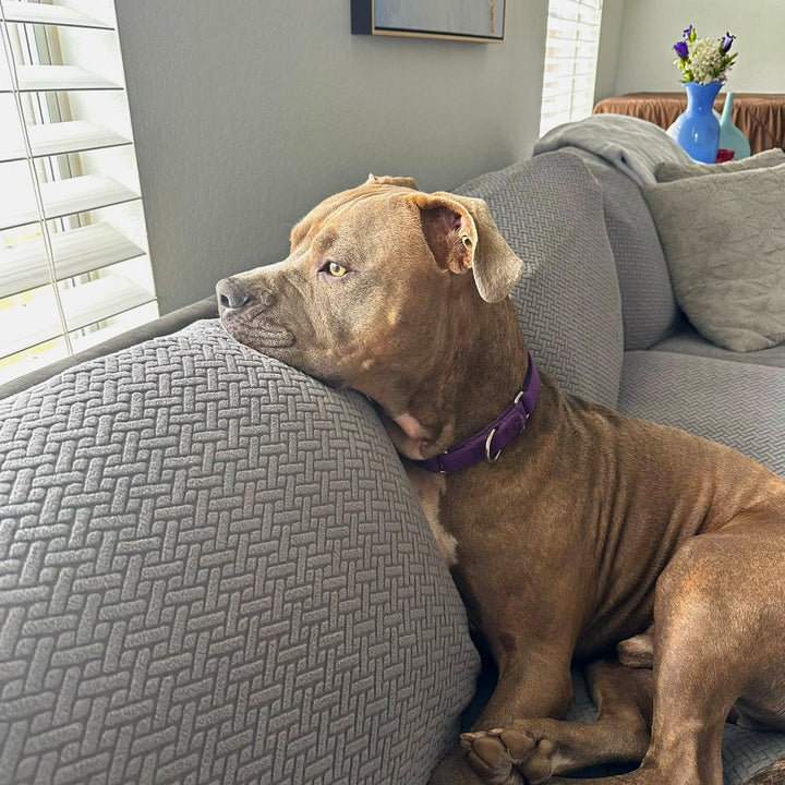 Brown pit bull with a purple collar resting on a grey sofa with a textured stretch cover