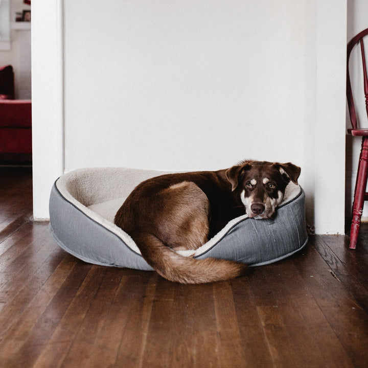 Brown dog resting in a grey dog bed on a wooden floor instead of the furniture