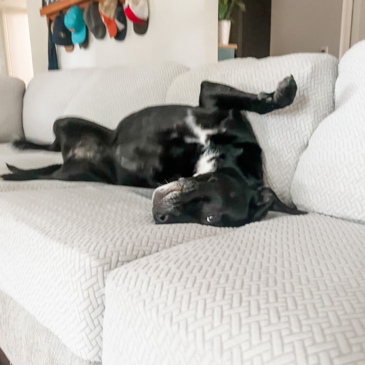 Black dog lying upside down on a light grey couch with woven-texture stretch cushion covers