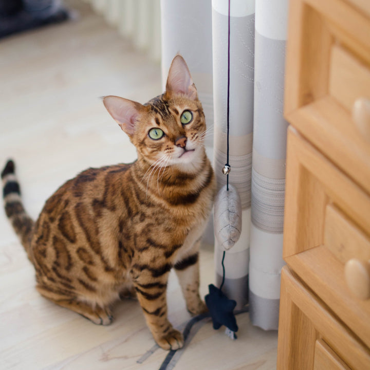Bengal cat looking up beside a hanging string toy, a striped curtain and a wooden dresser