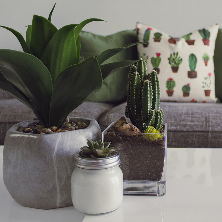 Potted plants, a cactus and a succulent jar on a table in front of a grey sofa with a cactus-print pillow
