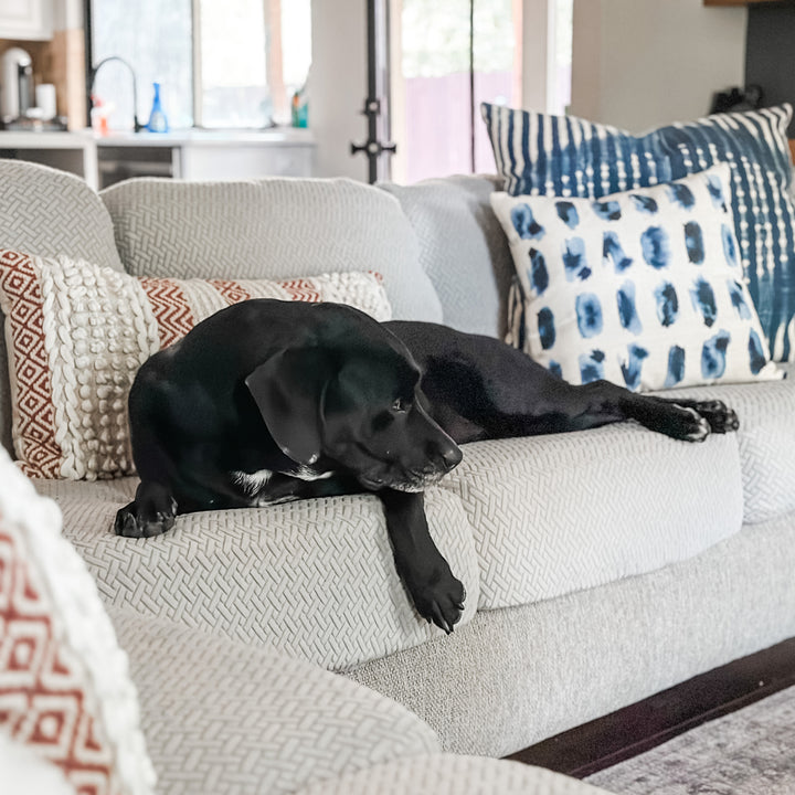 Black dog lying on a light grey sofa with textured stretch cushion covers and blue and white pillows