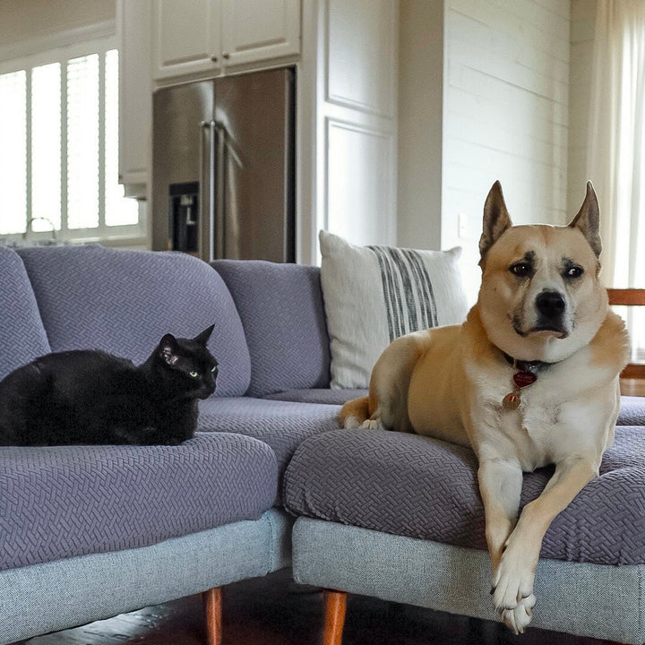 Black cat and tan dog lying on a grey sectional with textured stretch cushion covers