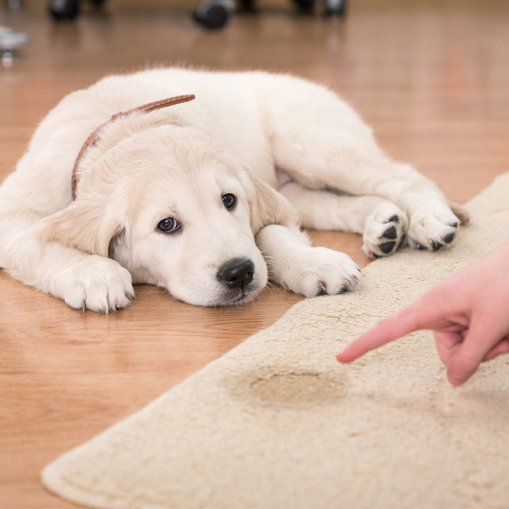 Golden retriever puppy lying beside a urine stain on a rug as a person points at it