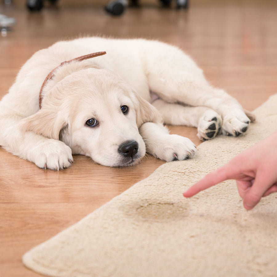 How to Stop Your Dog from Peeing on the Furniture Nolan Interior