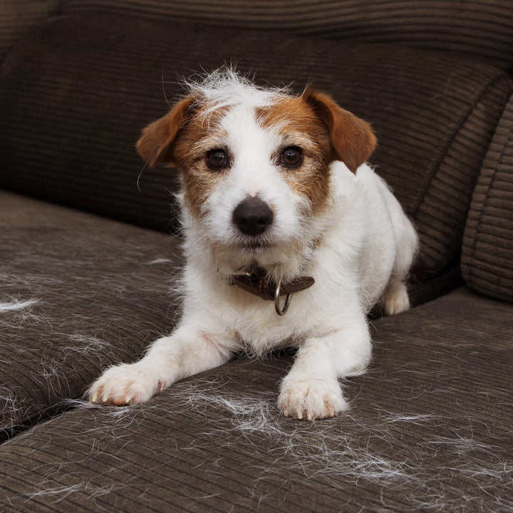 Jack Russell terrier lying on a brown corduroy couch covered in shed dog hair