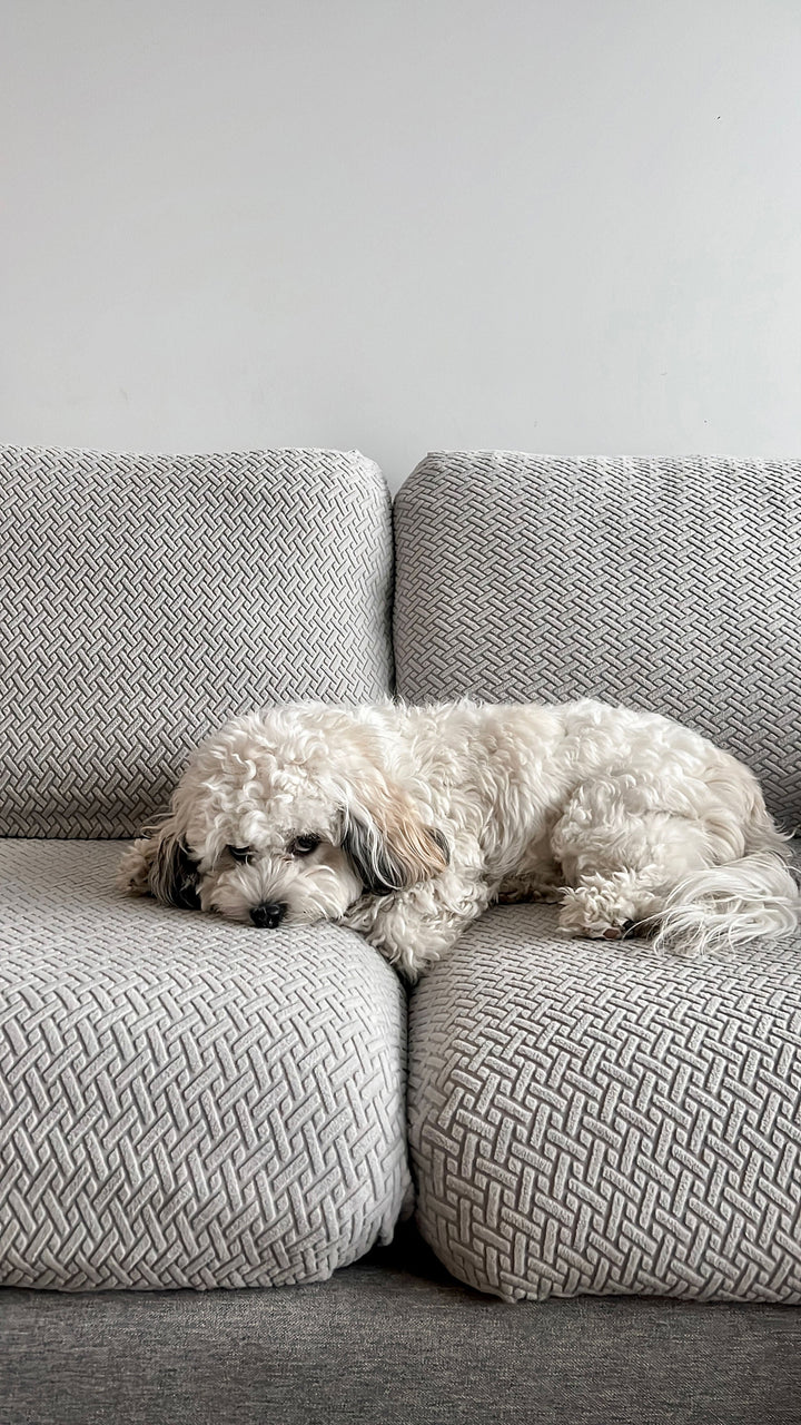 Fluffy white dog lying on a sofa with grey textured stretch cushion covers
