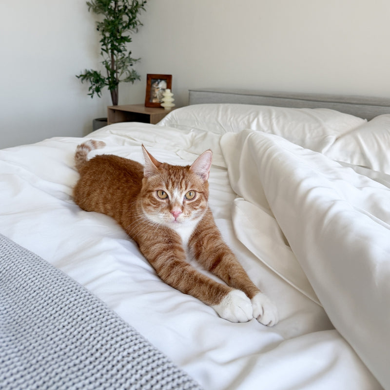 400,000+ homes chose cover over new couch.
