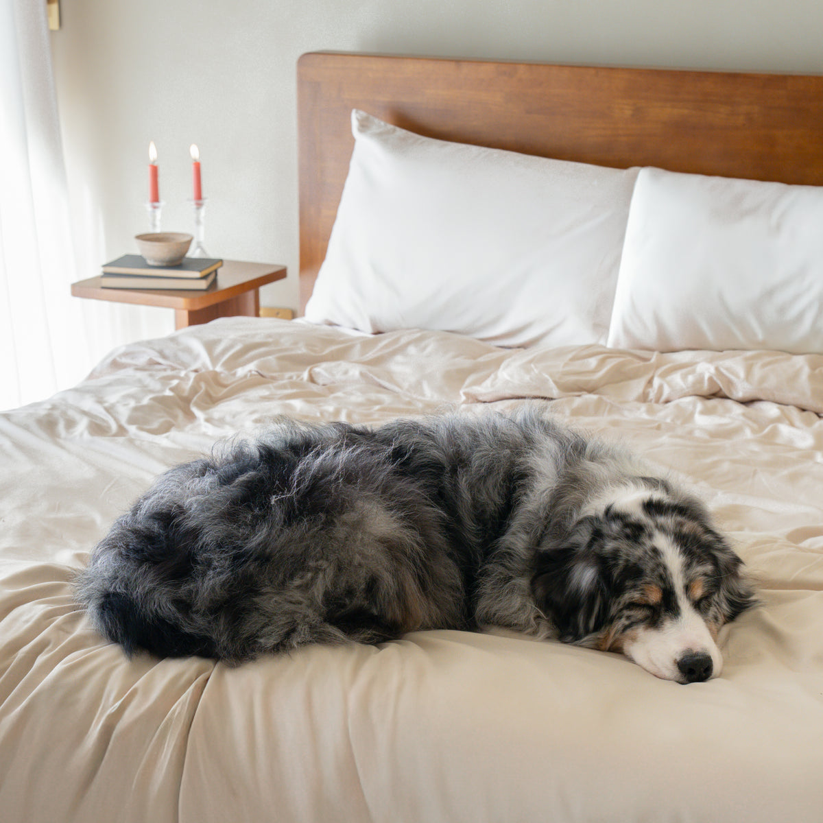 Pet: dog asleep on the bed