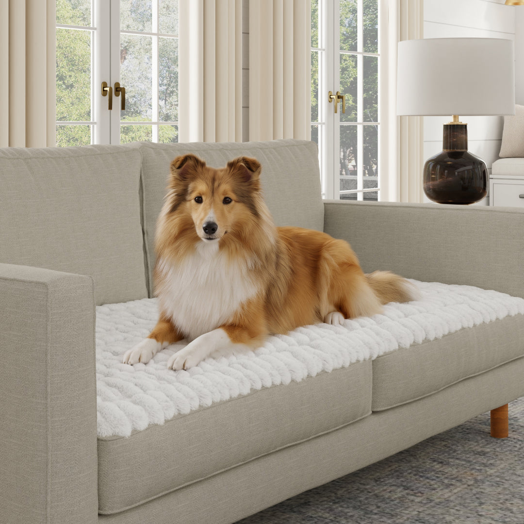 Room: mat on a sofa with a dog