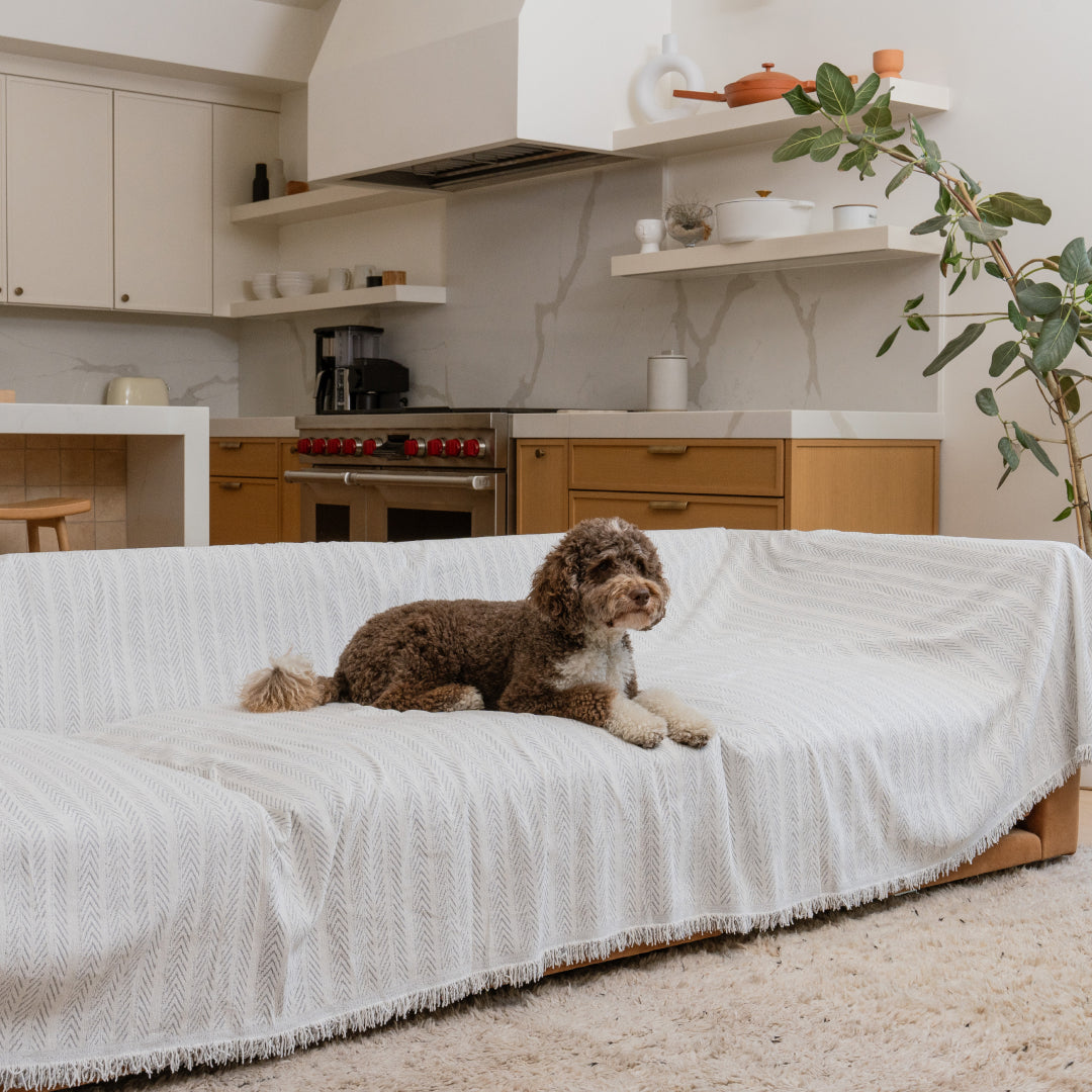 Curly-coated dog lying on a sofa covered in the Sesame Lena Herring Magic Sofa Blanket