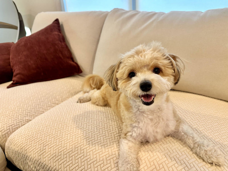 Customer's fluffy dog on a cream sofa cover
