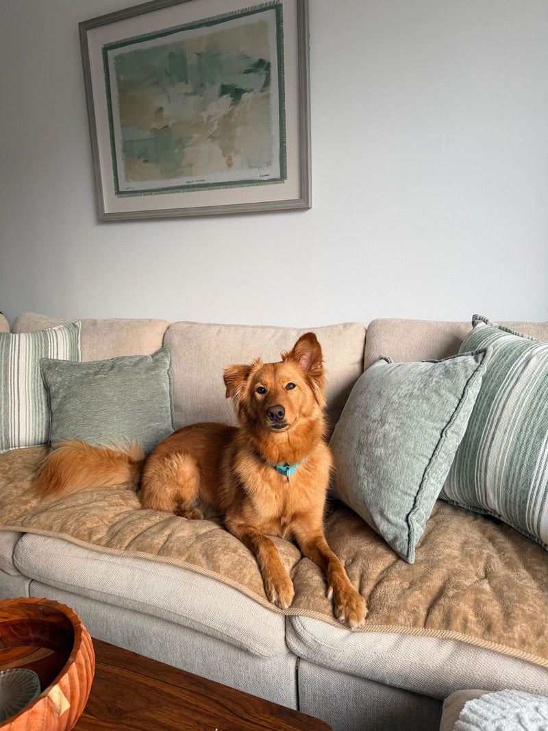 Customer's dog on a quilted sofa mat