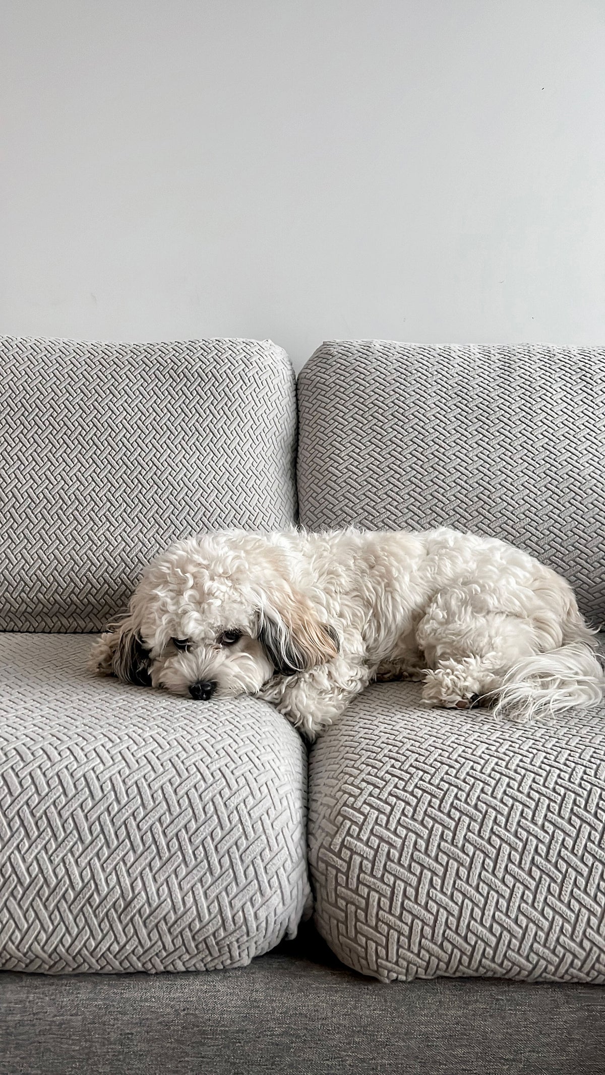 Small white fluffy dog rests its head on a gray textured sofa cover